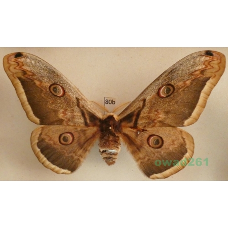Saturnia pyri (Denis & Schiffermüller, 1775) male Pawica gruszówka Czech 112mm80b
